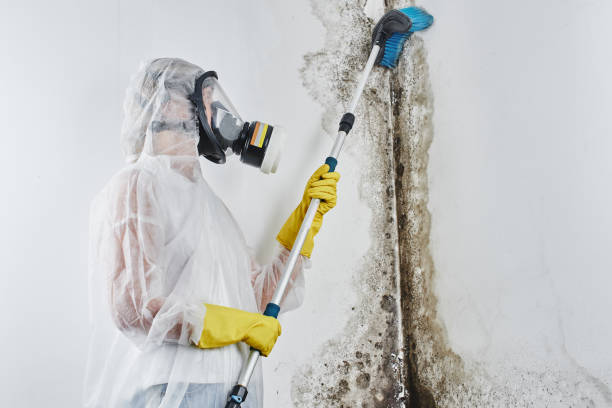Lake Forest, IL Mold Removal Company
